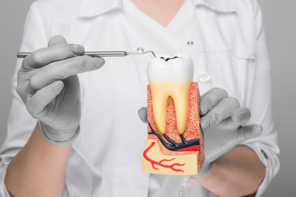 Female dentist with tooth model